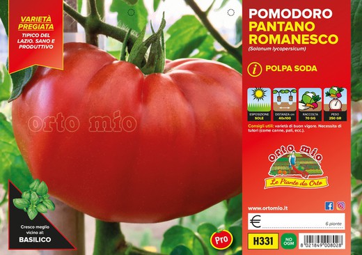 Tomate Redondo Pantano 6 Plantas En Pack