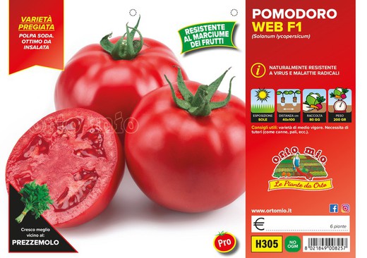 Tomate Redondo Web 6 Plantas en Pack