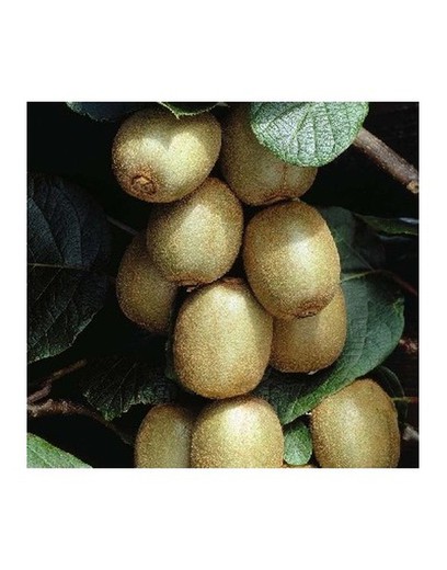 KIWI MACHO (TOMURI)  Actinidia deliciosa 6/8 C-25