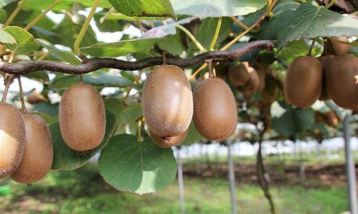 KIWI SOLO (ANONIMA) Actinidia deliciosa 4/6 C-19