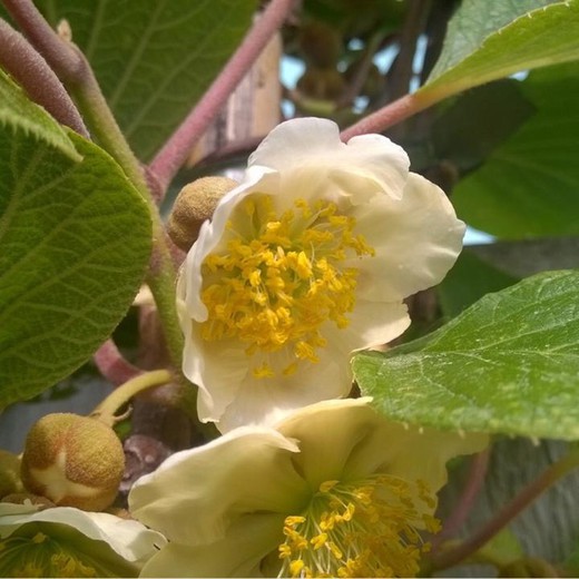 KIWI SOLO (AUTOFERTIL) Actinidia deliciosa 6/8 C-25