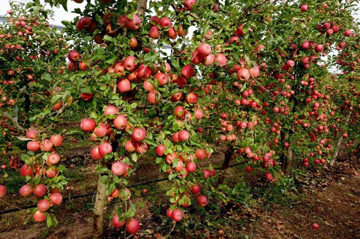 MANZANO GALA Malus domestica 6/8 C-25