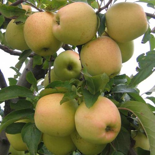 MANZANO GOLDEN DELICIOUS Malus domestica 4/6 C-19