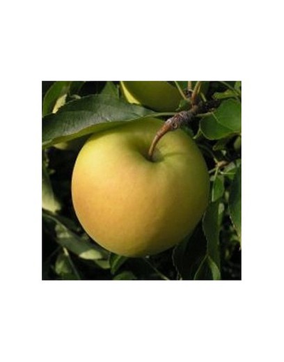 MANZANO GOLDEN DELICIOUS Malus domestica 6/8 C-25