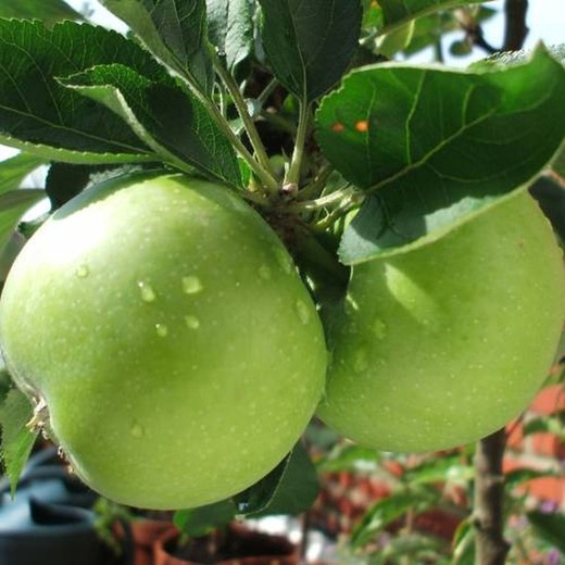 Manzano Granny Smith C-24 ITALIA