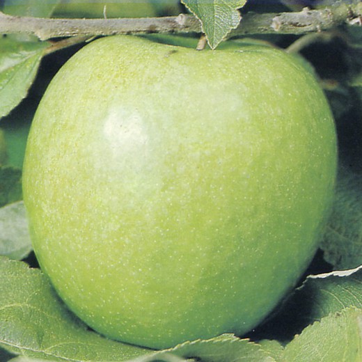 MANZANO GRANNY SMITH Malus domestica 4/6 C-19