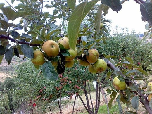 MANZANO REINETA BLANCA CANADA Malus domestica 4/6 C-19