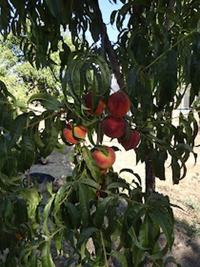 MELOCOTON ALEJANDRO DUMA Prunus persica 6/8 C-25