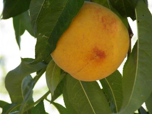 MELOCOTON AMARILLO AGOSTO Prunus persica 6/8 C-25