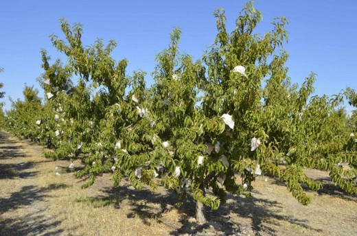 MELOCOTON CALANDA Prunus persica 6/8 C-25
