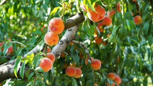 MELOCOTON FEDERICA  Prunus persica 4/6 C-19