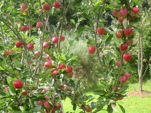 NECTARINA FANTASIA Prunus persica var. nucipersica 4/6 C-19