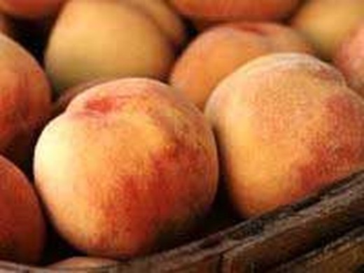 Nectarina P.G. Maria Aurelia C-24 ITALIA