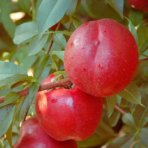 NECTARINAS CELESTE Prunus persica 6/8 C-25