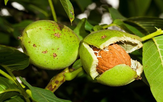 NOGAL COMUN Juglans regia  6/8 C-25