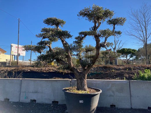 Olea europaea (Olivo) Bonsai 500 lt