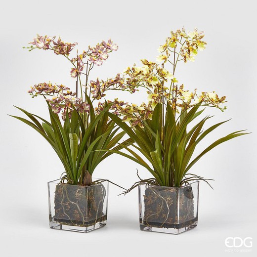 Orchidea Onidium C/Maceta