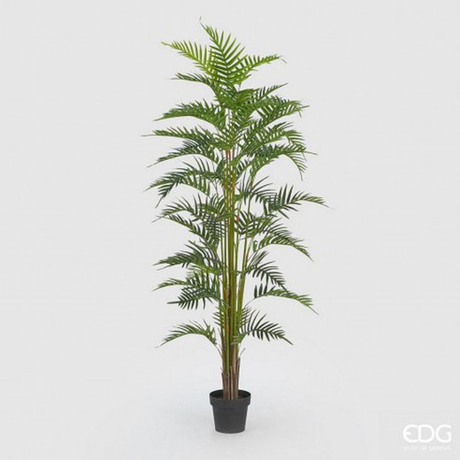 Palma Areca C/Jarron PVC H180 (45FG) B7