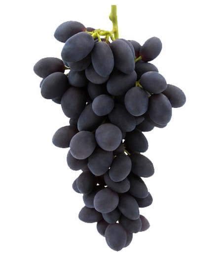 PARRA AUTUMN ROYAL Vitis vinifera 4/6 C-19