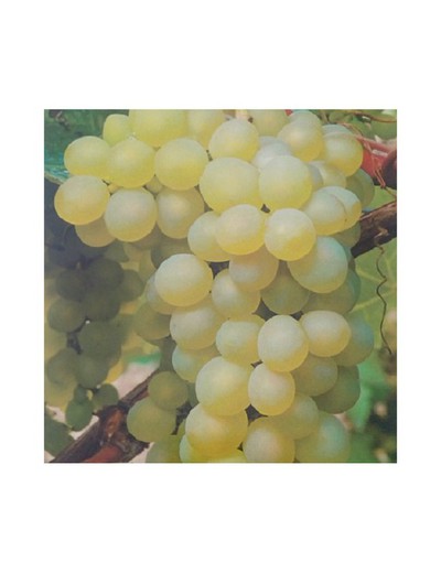 PARRA BLANCA ALARG. (SIN PEPITA) Vitis vinifera 6/8 C-25