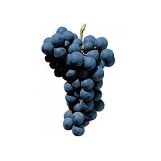 PARRA CEPA  ALFONSO LAVALLE C-20 80/100 30Tr  Vitis vinifera