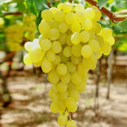 PARRA CEPA  CENTENIAL C-20 80/100 30Tr   Vitis vinifera