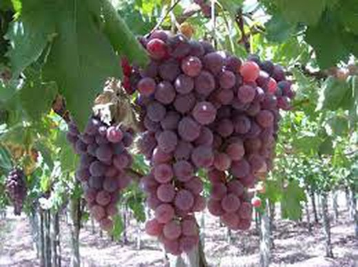 PARRA CEPA  RED GLOBE C-20 80/100 30Tr  Vitis vinifera