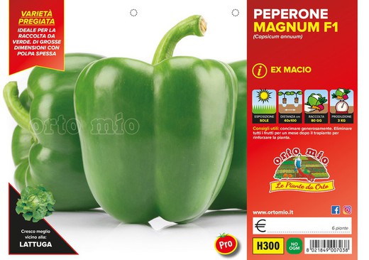 Pimiento Macio F1 Cuadrado Verde 6 Plantas En Pack