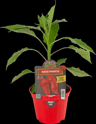 Pimiento Picante Naga Morich Rojo 1 Planta en M-10