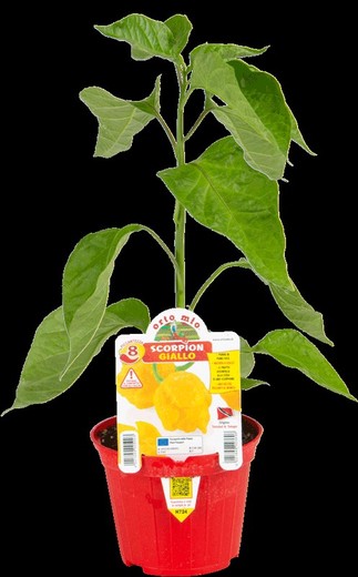 Pimiento Picante Scorpion Amarillo 1 Planta en M-10