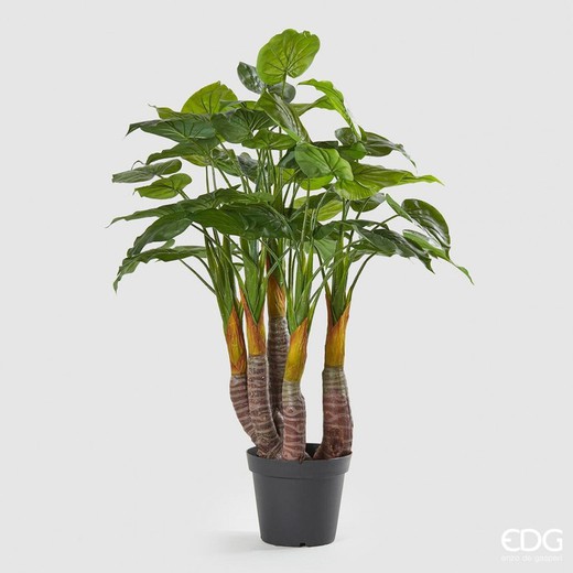 Planta filodendron H120 (48FG) B9
