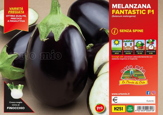 Berenjena Ovalada Negra 6 Plantas en Pack