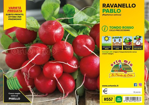 Rabano Redondo Rojo 12 Plantas En Pack