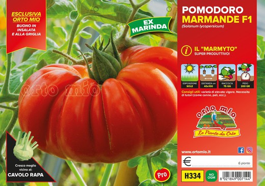 Tomate Marmande 6 Plantas En Pack