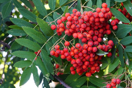 SERVAL Sorbus Domestica  4/6 C-19