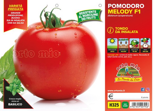 Tomate Melody F1 Redondo De Mesa 6 Plantas en Pack