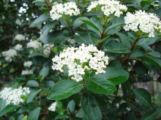 Viburnum Tinus 125./150 C-35 Conic