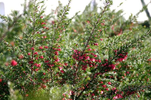 Plantas arbustivas