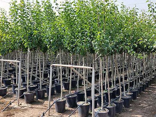 Contenedor del diámetro 25 cm