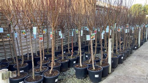 Contenedor del diámetro 42 cm