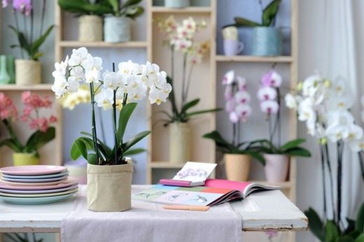 Plantas con flor