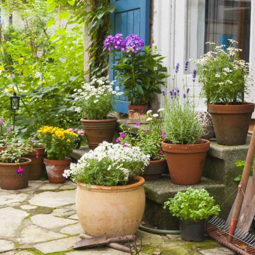 Plantas de Exterior