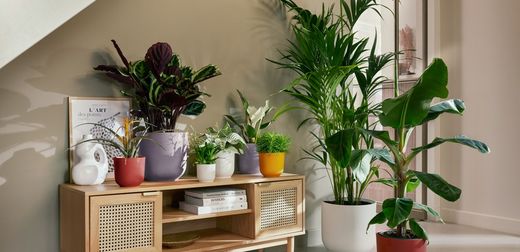 Plantas de Interior