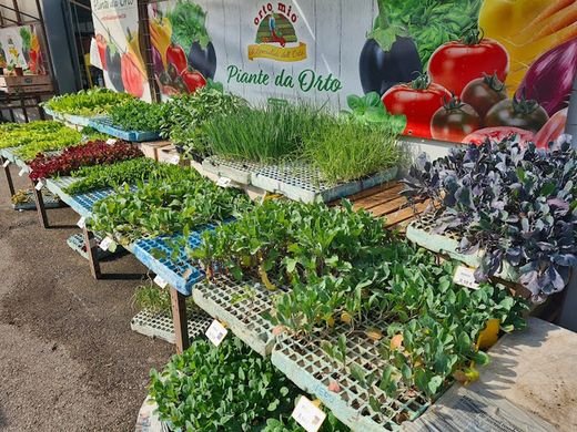 Plántulas Hortícolas