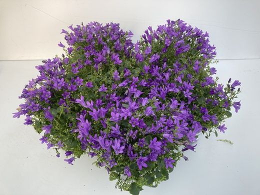 Plantas de temporada