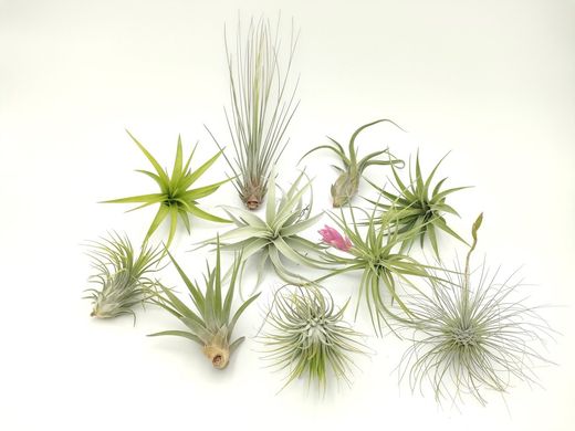 Tillandsias