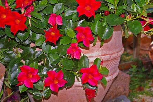 Plantas trepadoras