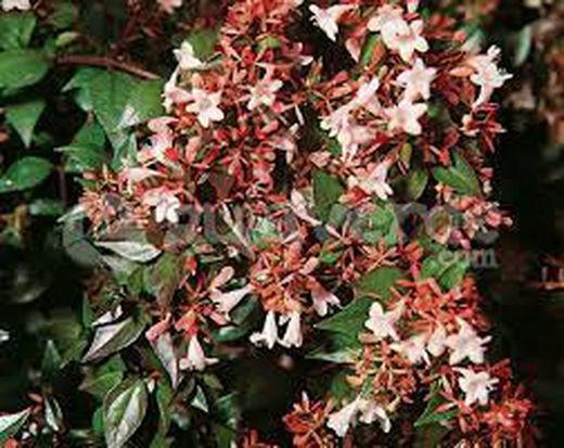 Abelia floribunda pros 5 litres