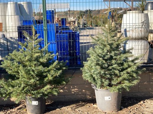 Abies Normaniana 100/125
