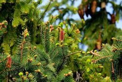 Abono coniferas setos 8 x 750 gr Compo®